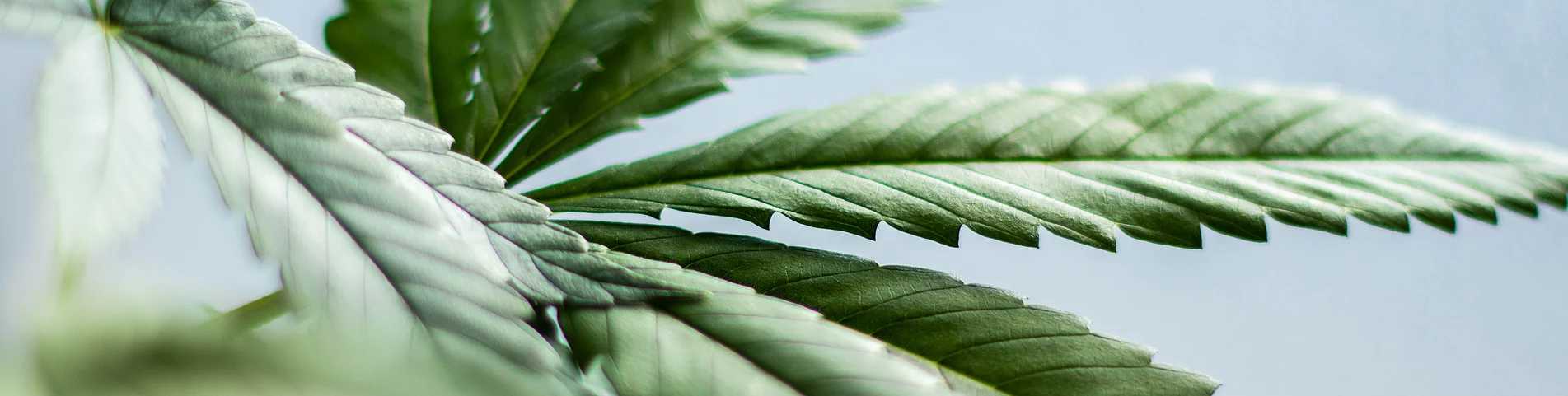 Huiles de CBD 100 % naturelles